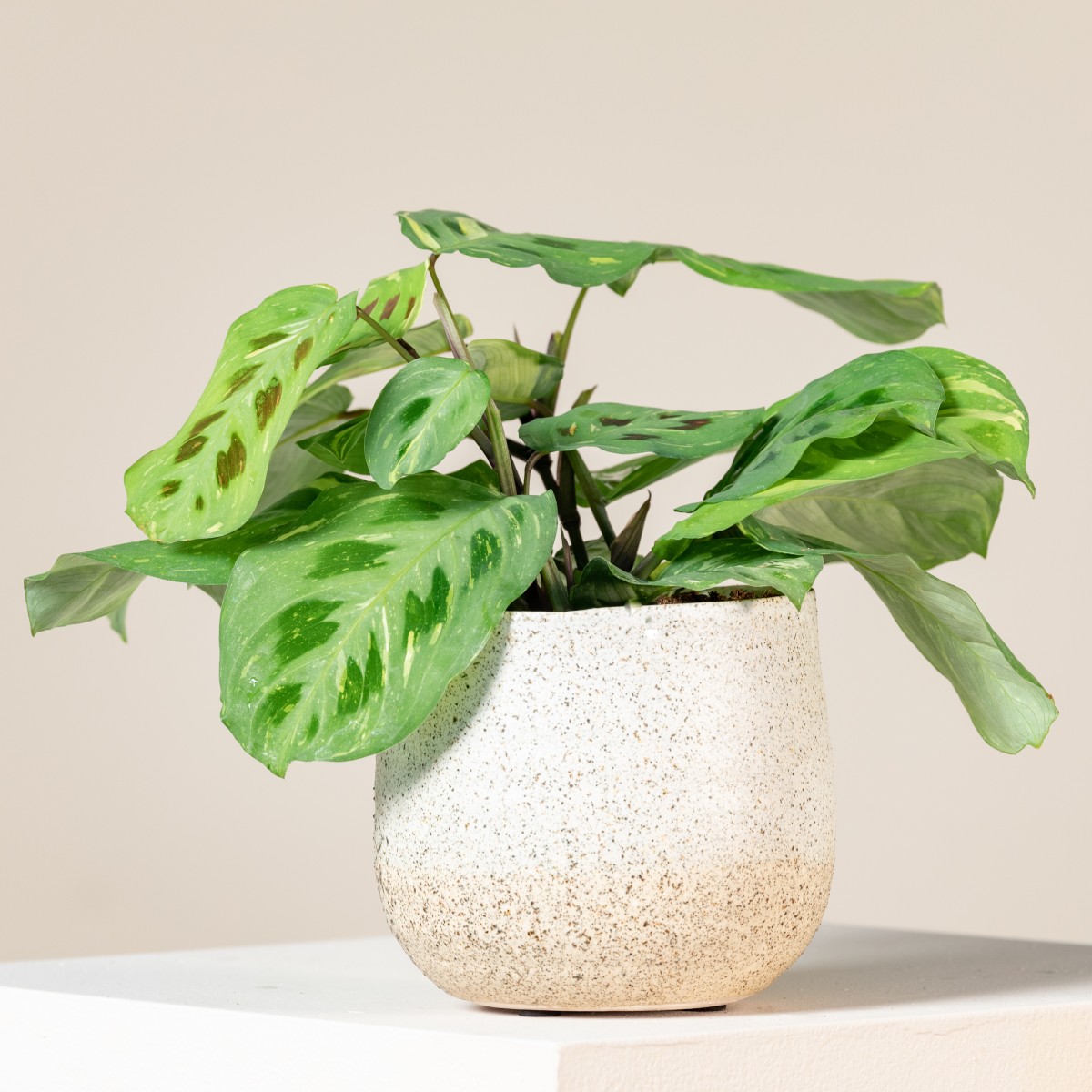 Maranta leuconeura 'Fiesta' | The Palm Centre