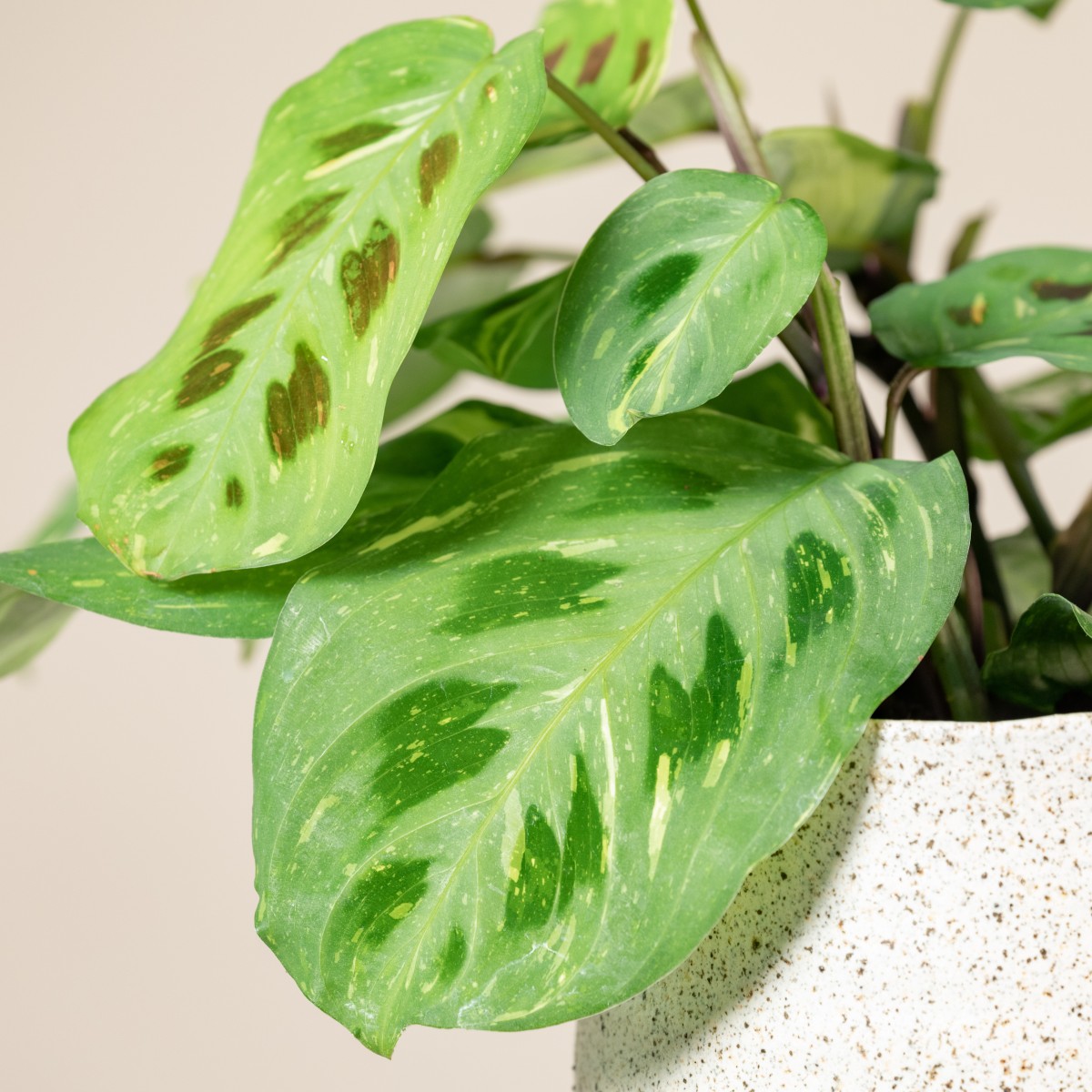 Maranta leuconeura 'Fiesta' | The Palm Centre