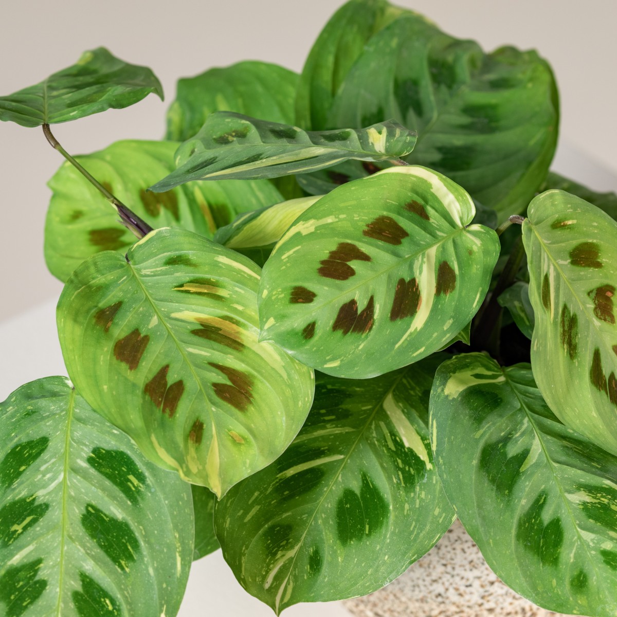 Maranta leuconeura 'Fiesta' | The Palm Centre