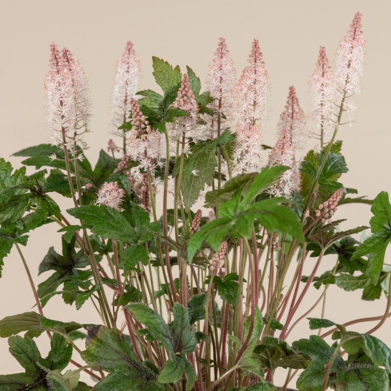 8. Tiarella (Foamflower)
