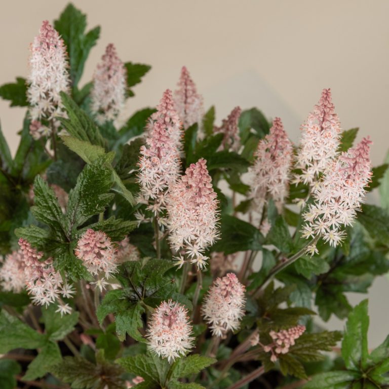 Tiarella 'Pink Skyrocket'