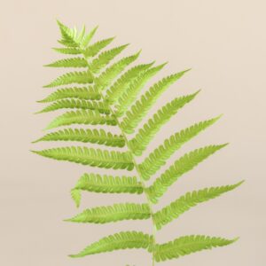 Matteuccia struthiopteris