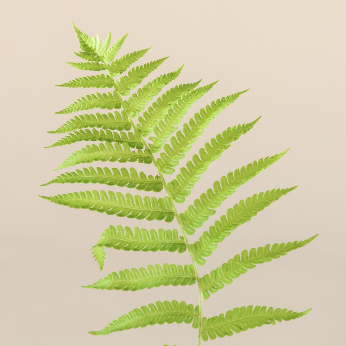 Matteuccia struthiopteris