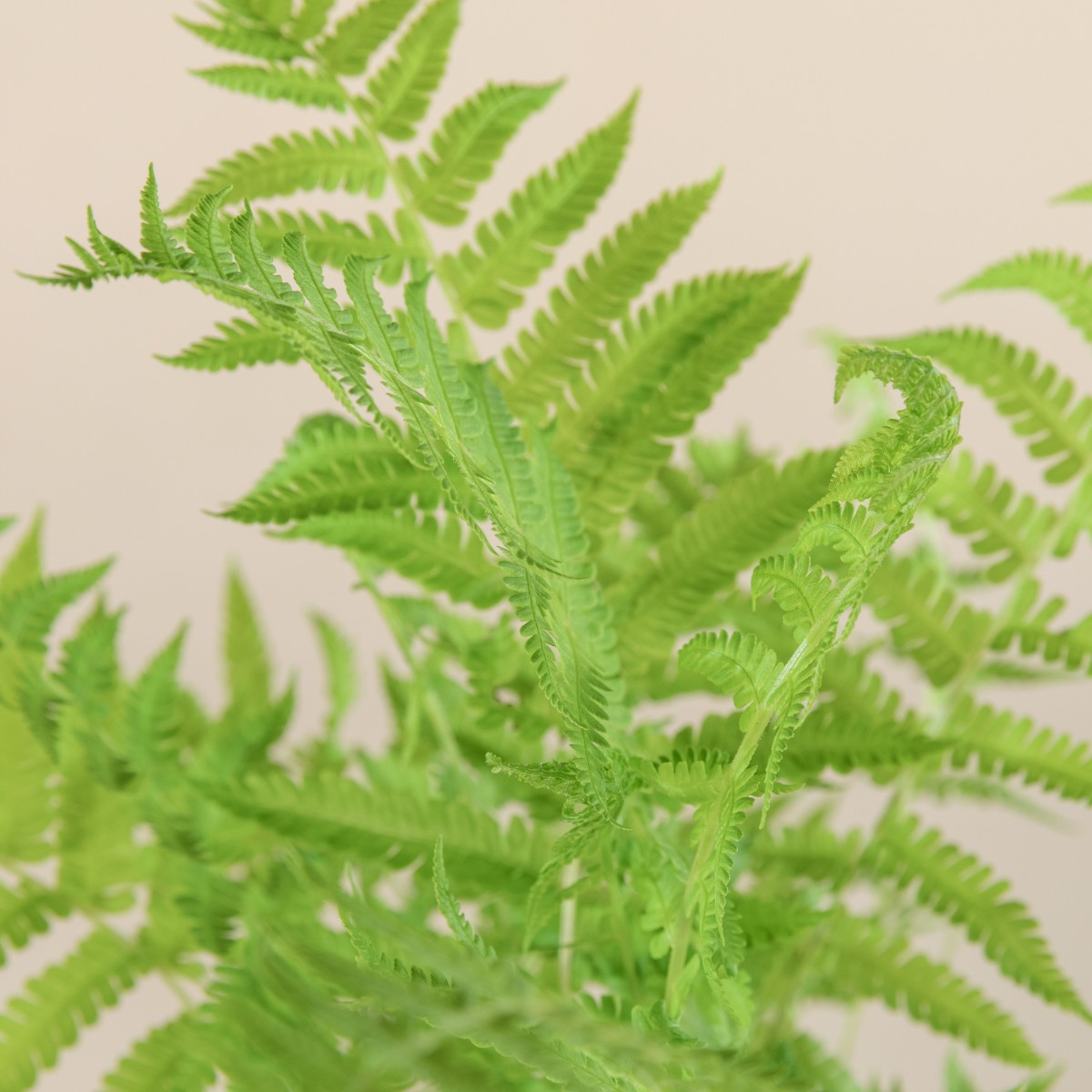 Matteuccia struthiopteris
