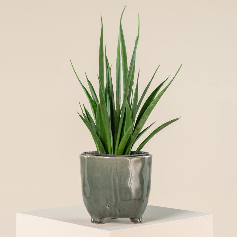 3. Choose the Right Pot and Soil