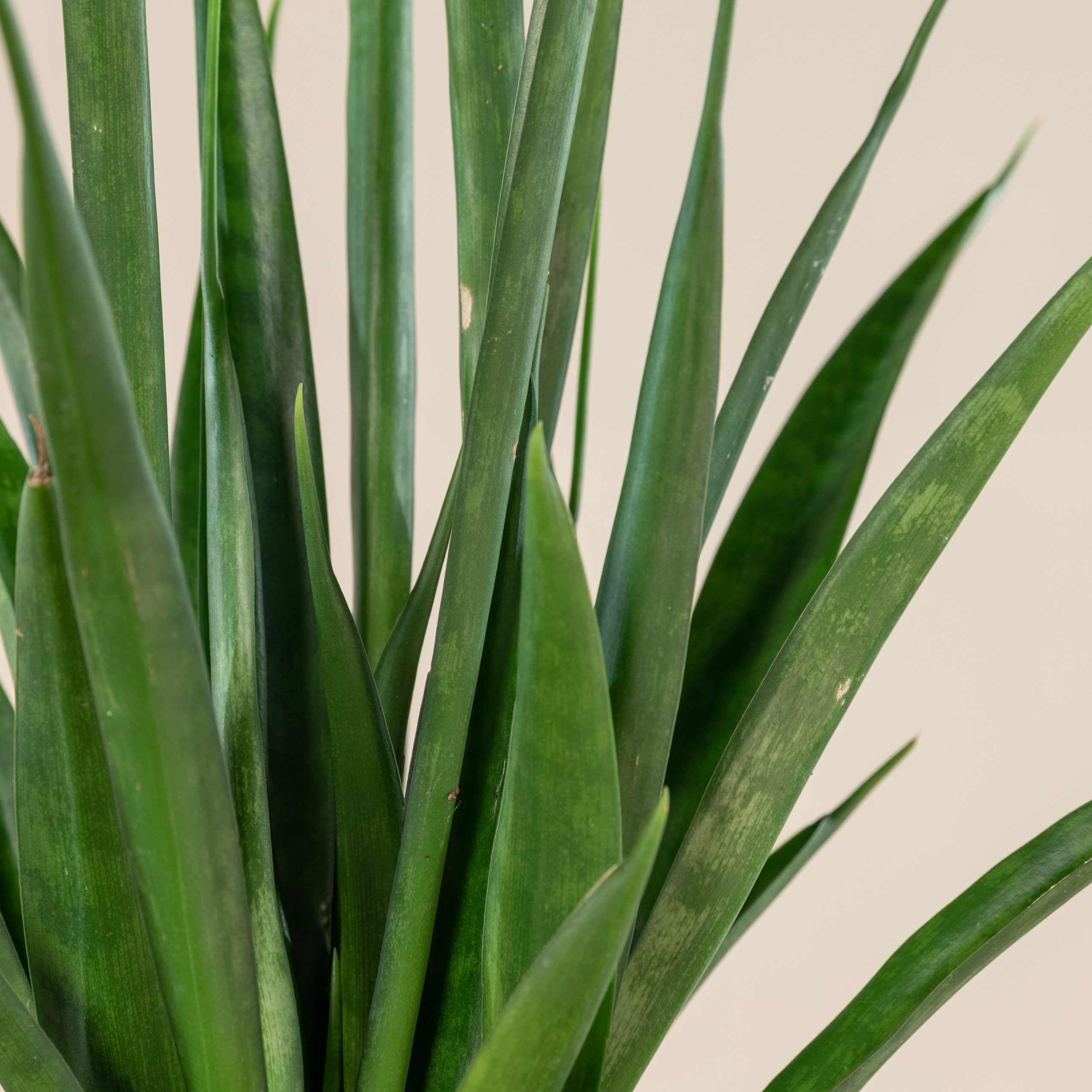 zz plant buy ZZ Plant — Green Acres Nursery & Supply