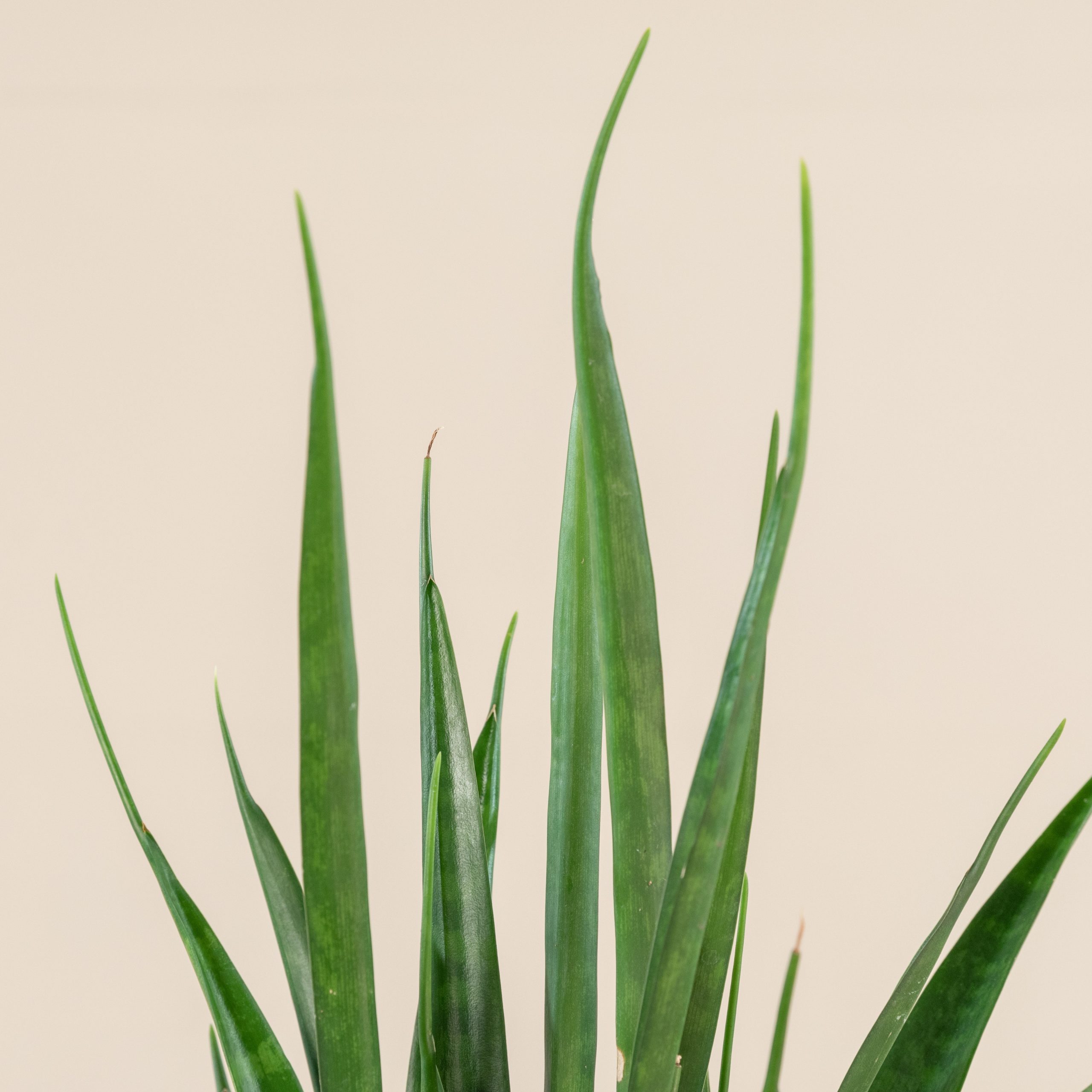 sansevieria welche erde Sansevieria-Kugel, Erde, Plastik, Grün – Living and Goods