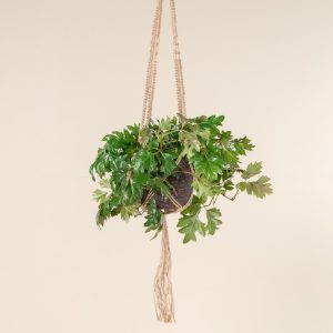 Cissus rhombifolia 'Ellen Danica'