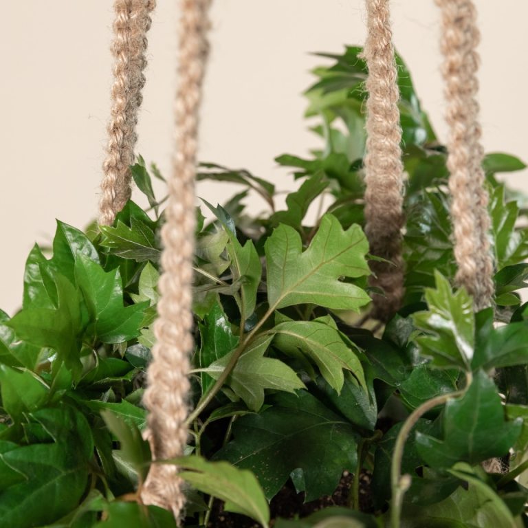 Cissus rhombifolia 'Ellen Danica'