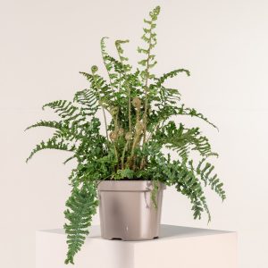 Dryopteris affinis 'Cristata The King'
