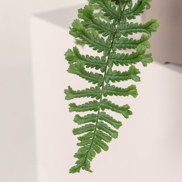 Dryopteris affinis 'Cristata The King'