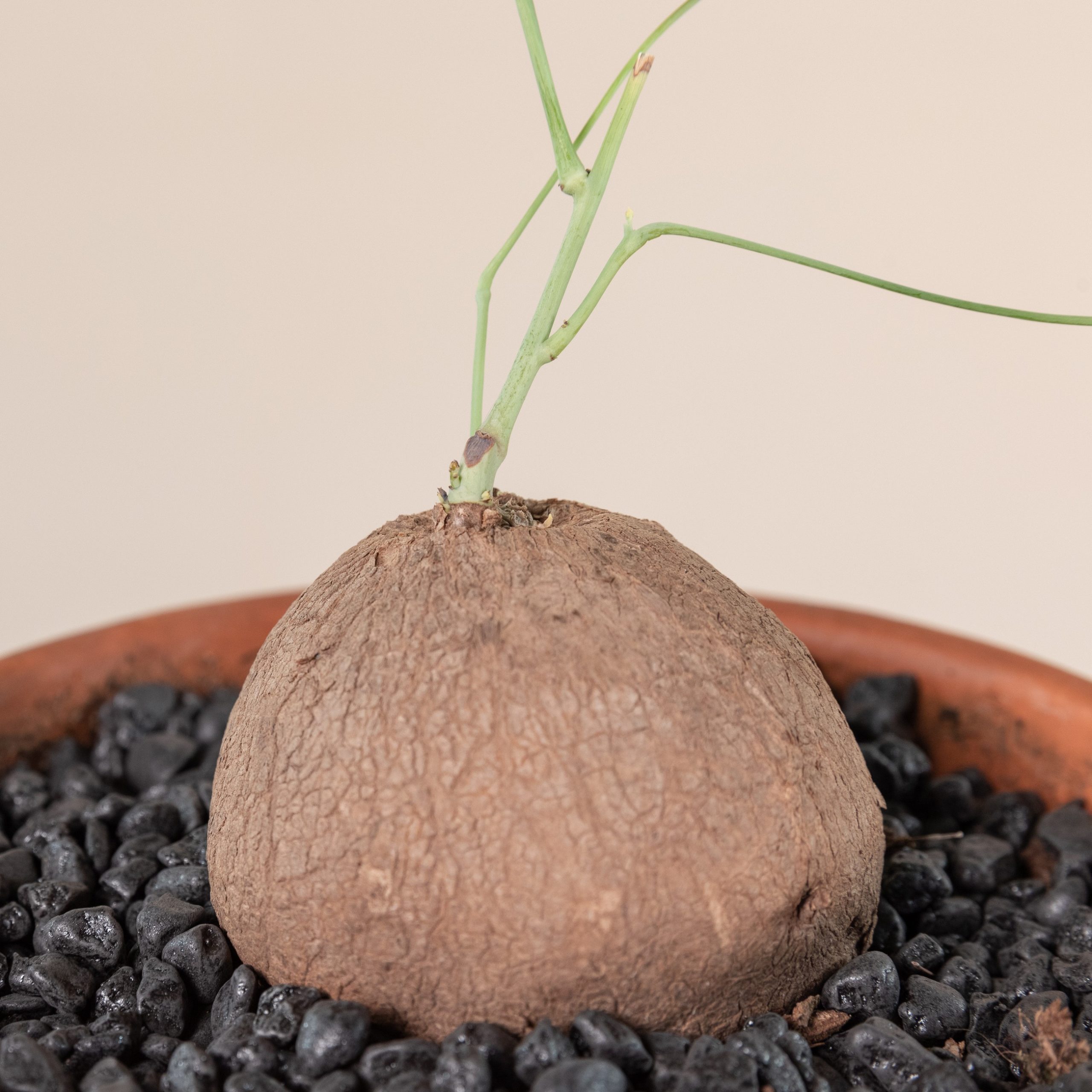 Stephania pierrei 'Erecta'
