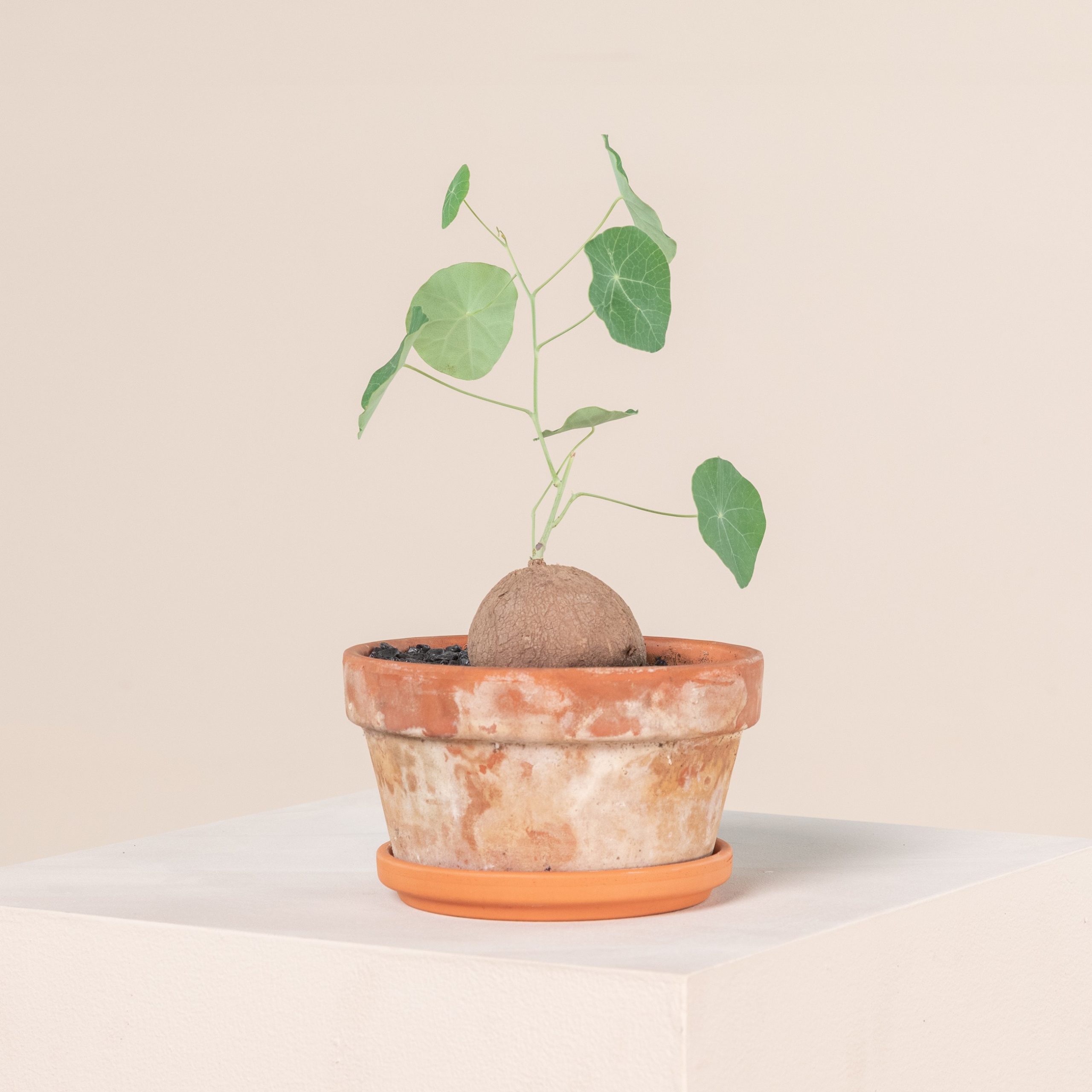 Stephania pierrei 'Erecta'