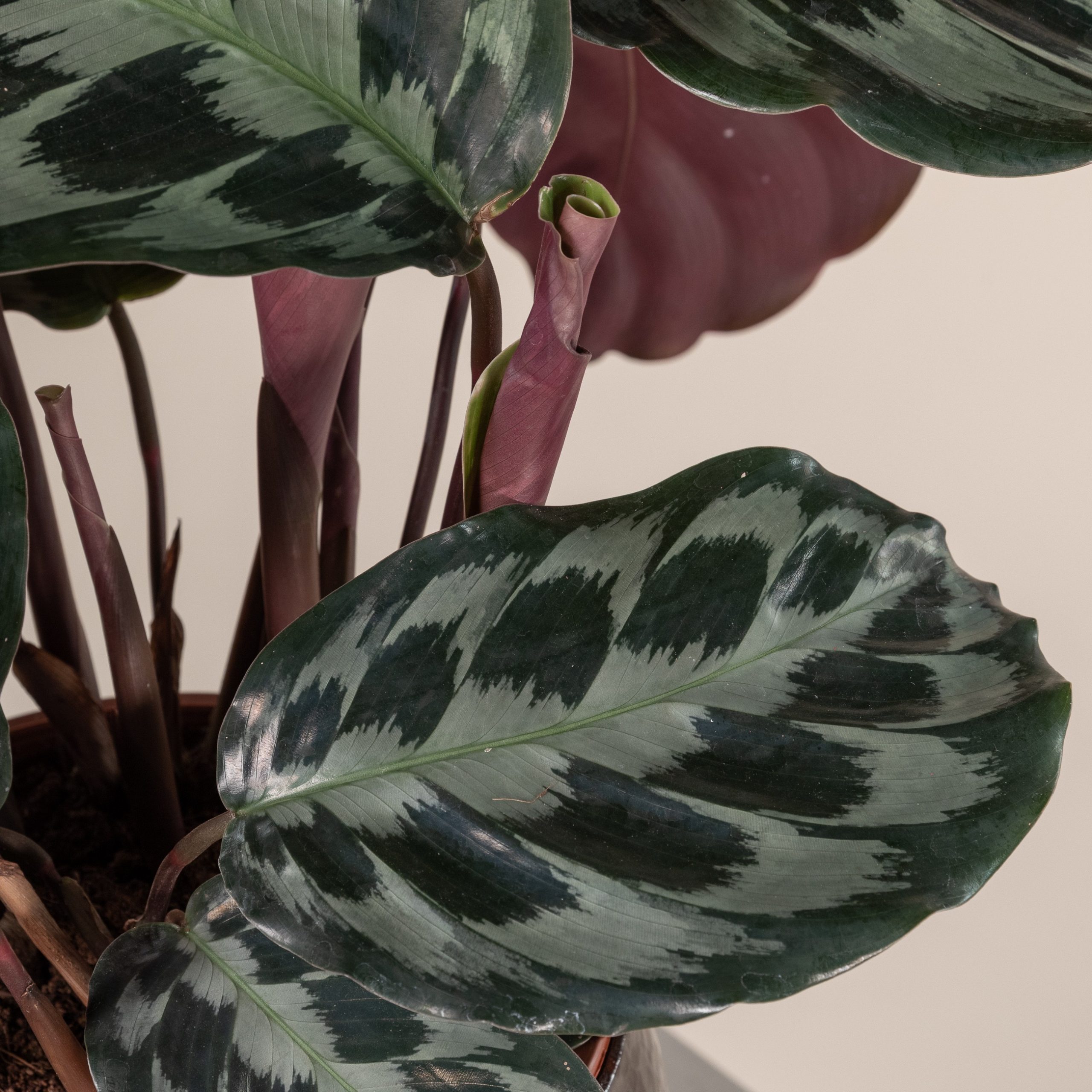 calathea julia Calathea Freddie Houseplant (Pet Friendly & Air Purifying)  Plantquility  Houseplants