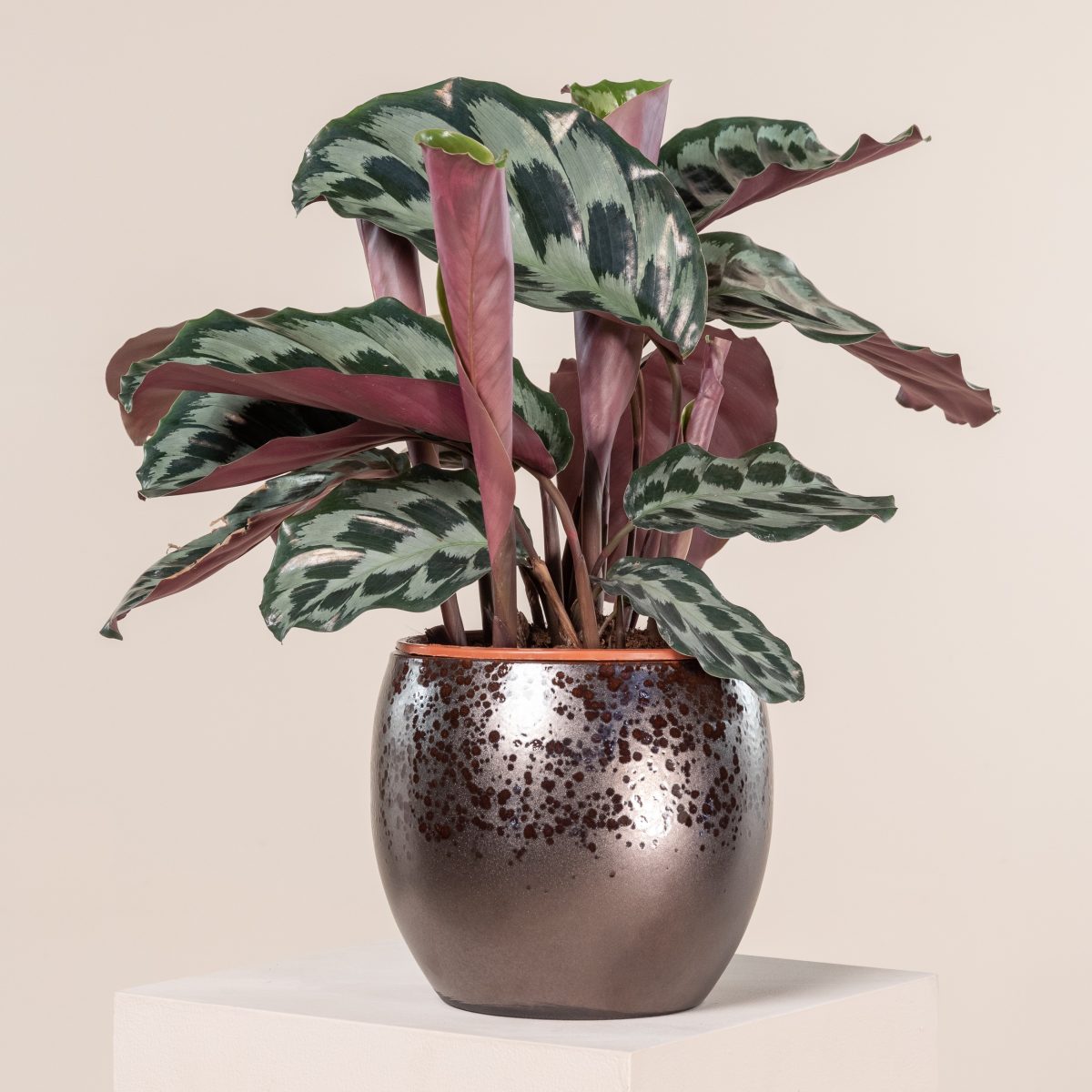 Calathea dressleri 'Helen Kennedy'