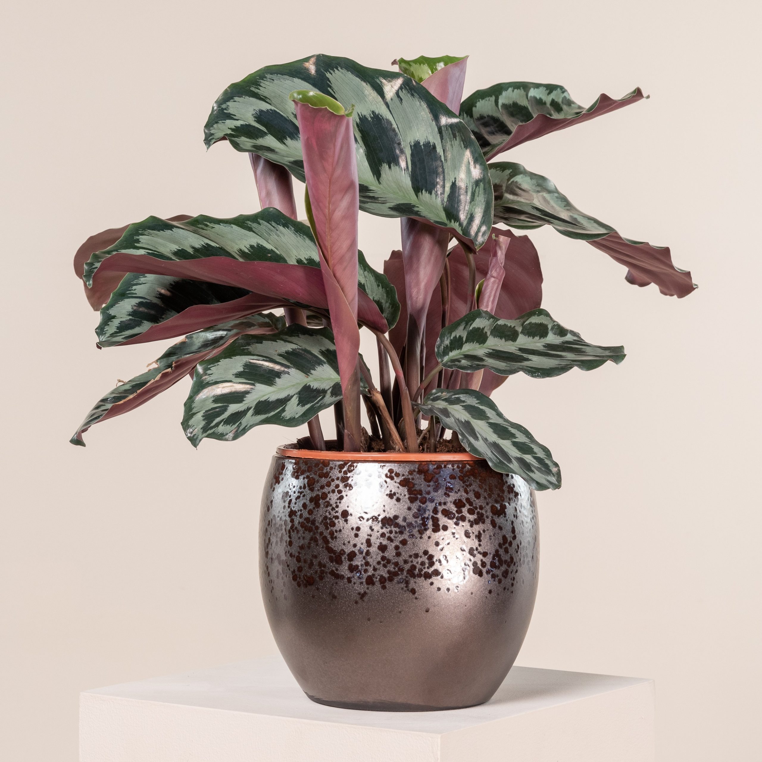 Calathea dressleri 'Helen Kennedy' | The Palm Centre