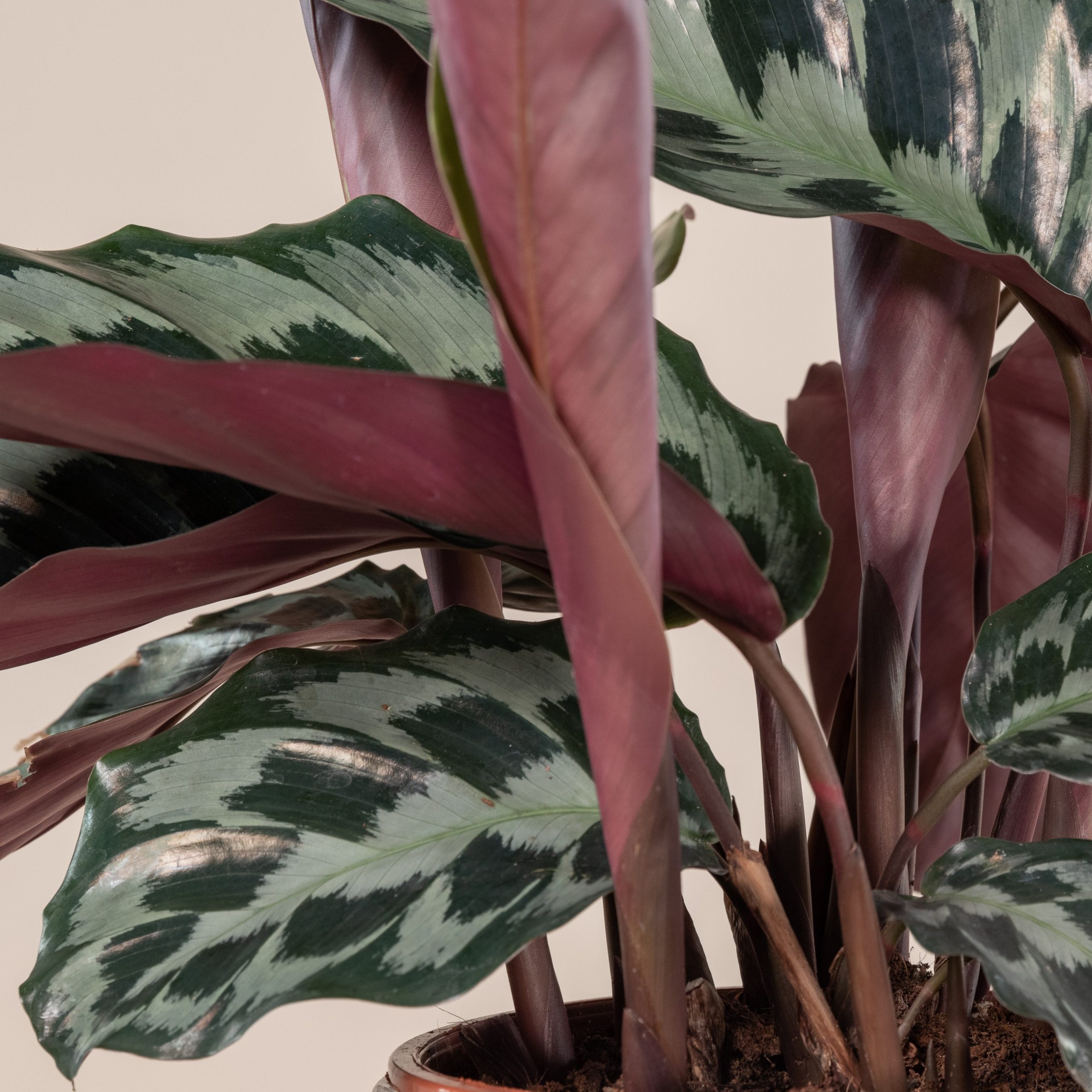 Calathea dressleri 'Helen Kennedy' | The Palm Centre