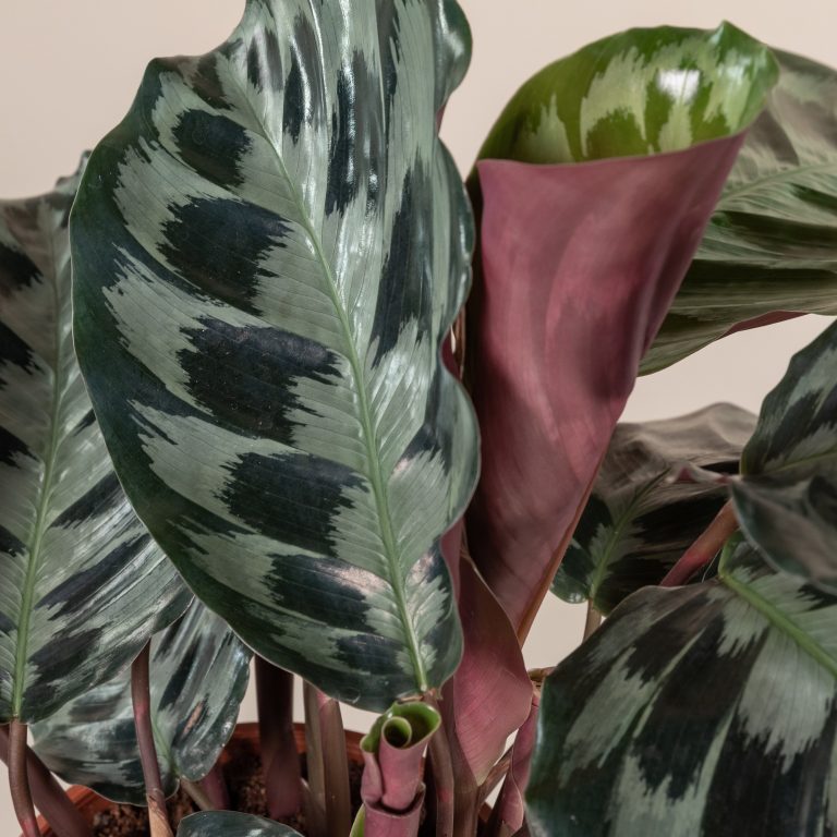Calathea dressleri 'Helen Kennedy' | The Palm Centre