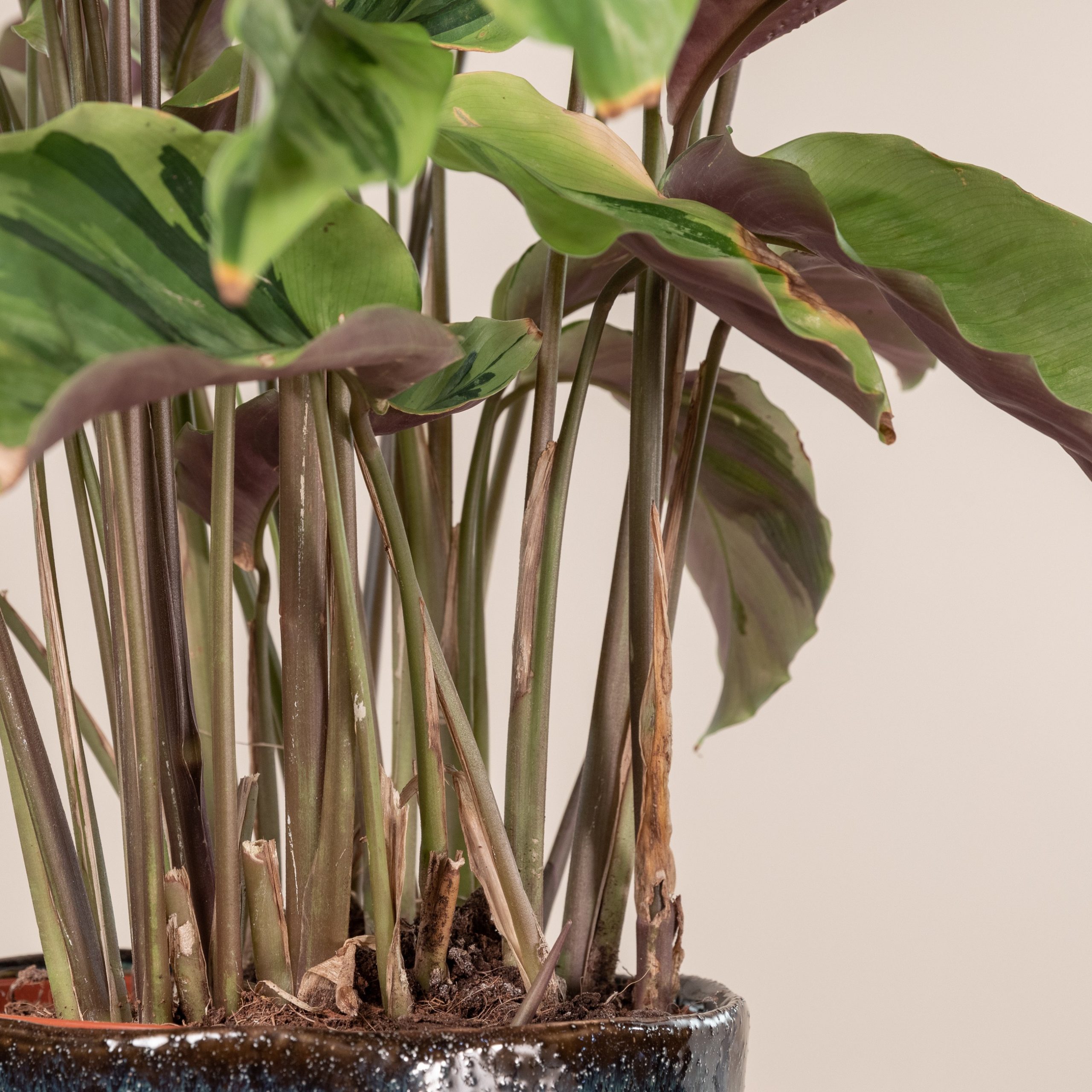 Calathea louisae 'Yellow Fusion' | The Palm Centre