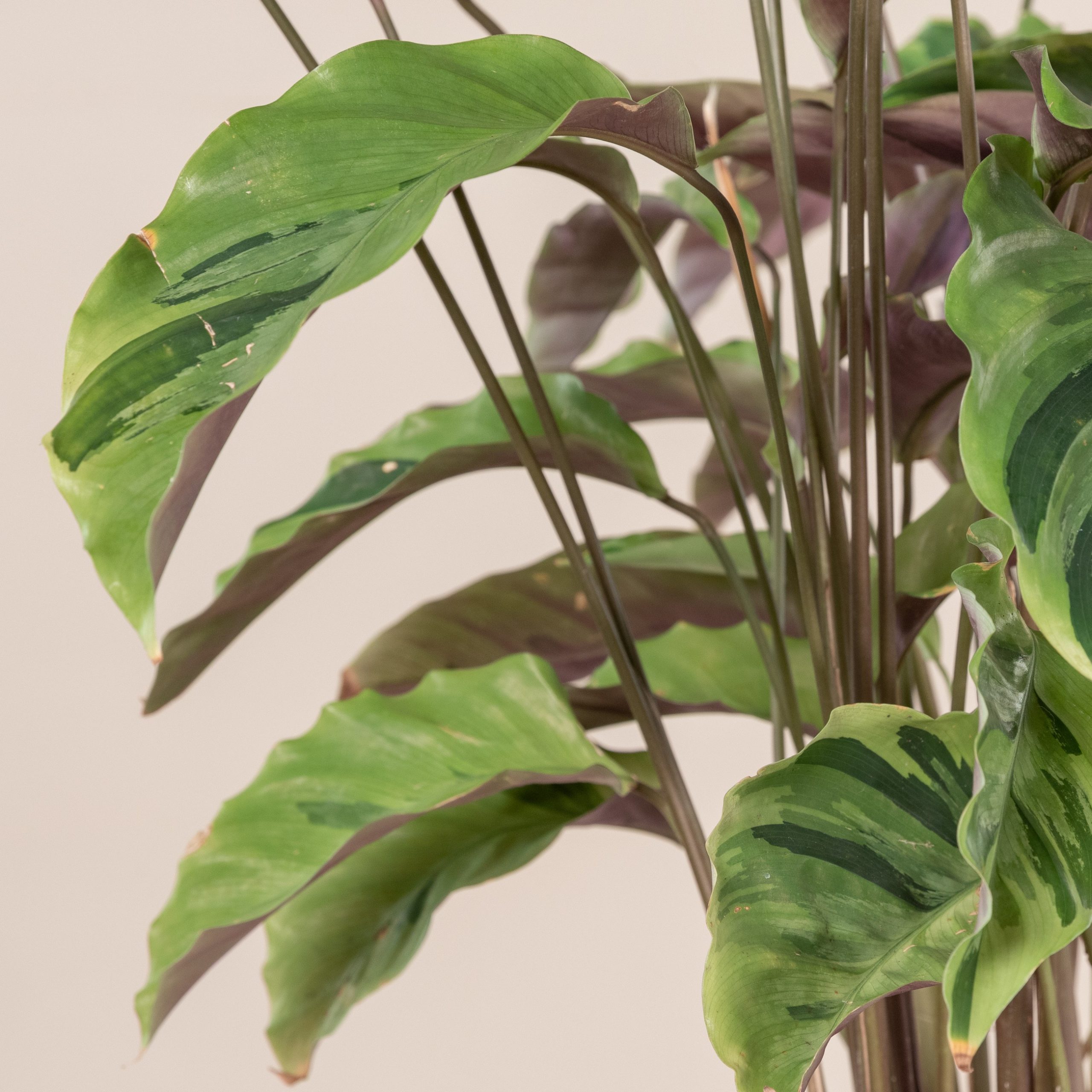 Calathea louisae 'Yellow Fusion'