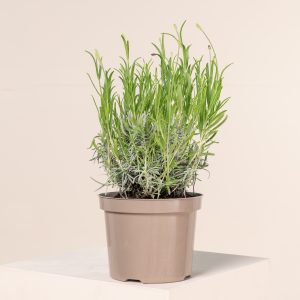 Lavandula angustifolia 'Munsted'