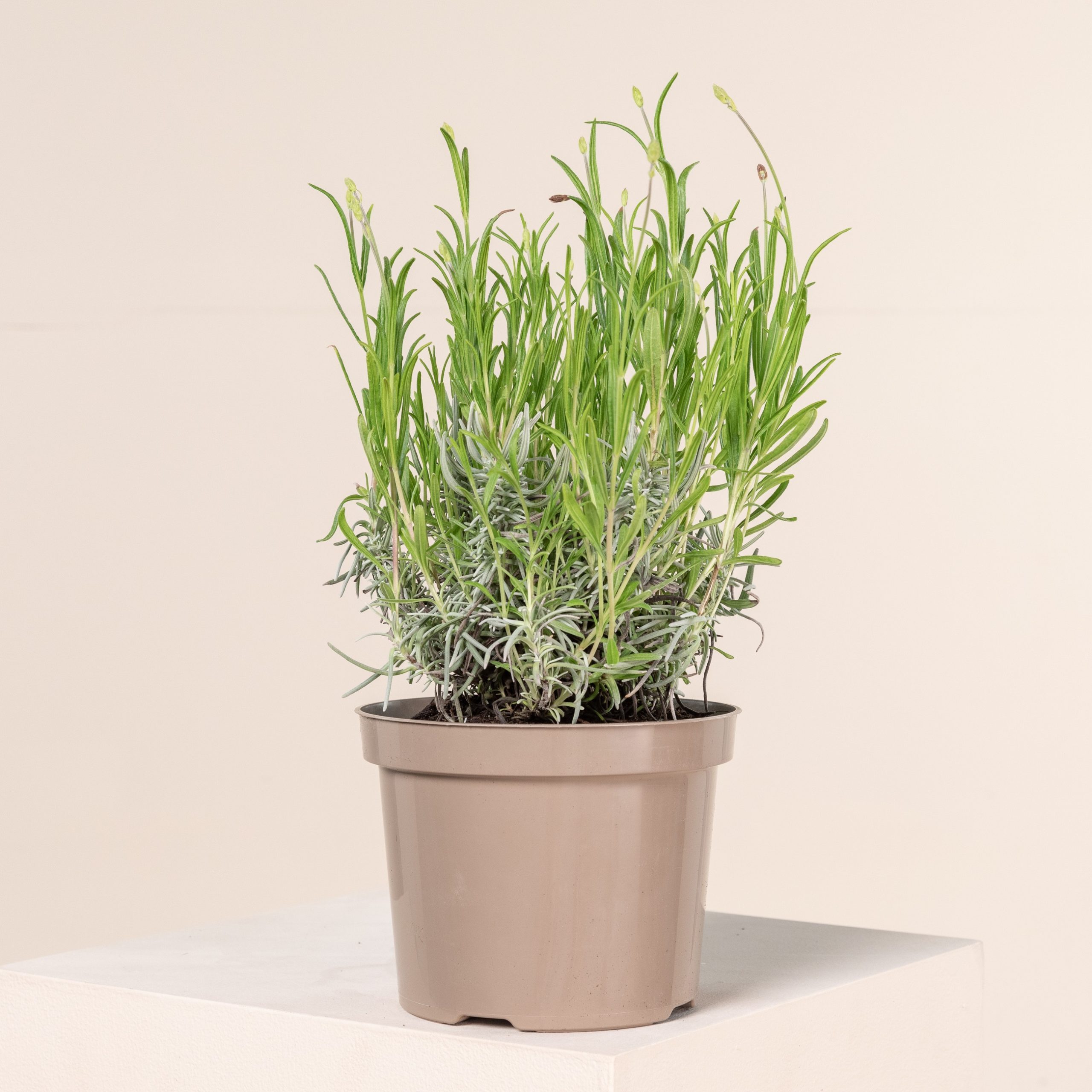 Lavandula angustifolia 'Munsted'