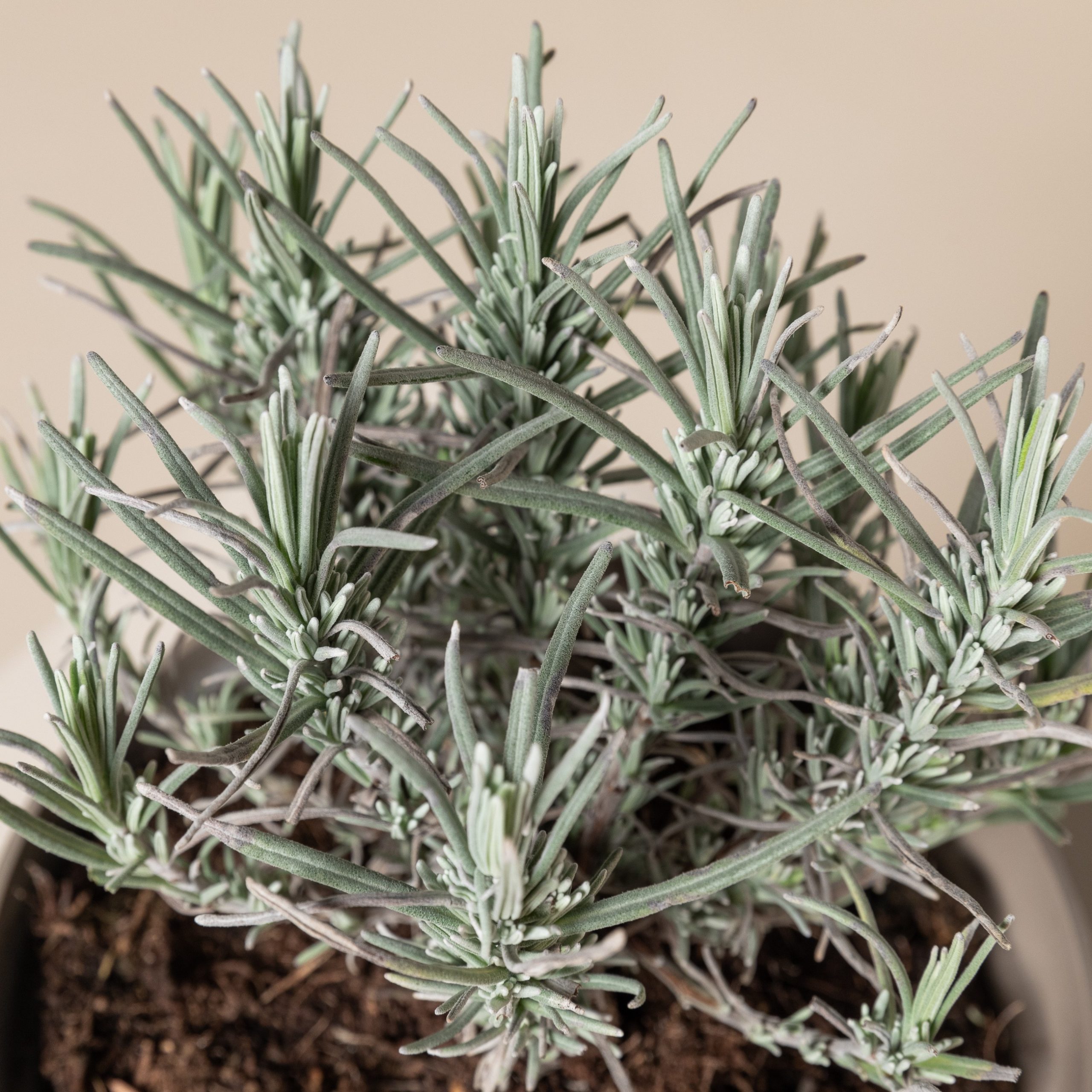 Lavandula angustifolia 'Munsted'