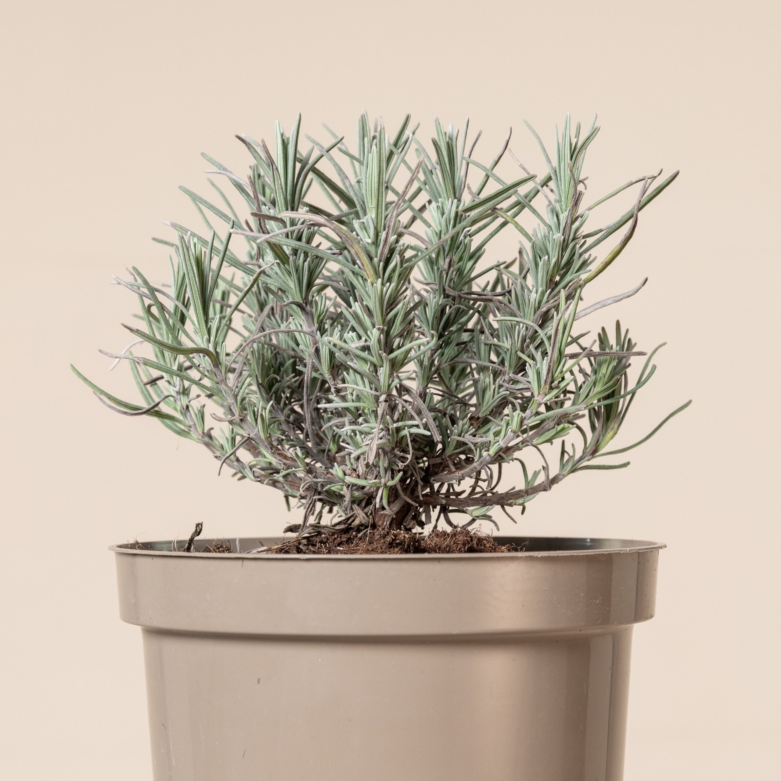 Lavandula angustifolia 'Munsted'