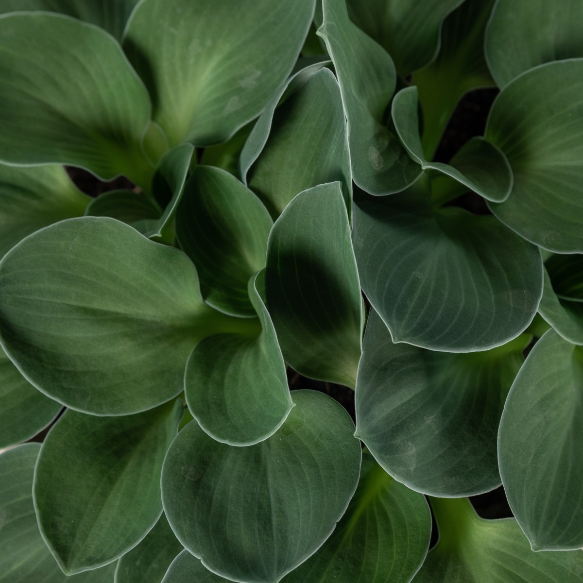 Hosta 'Blue Mouse Ears'