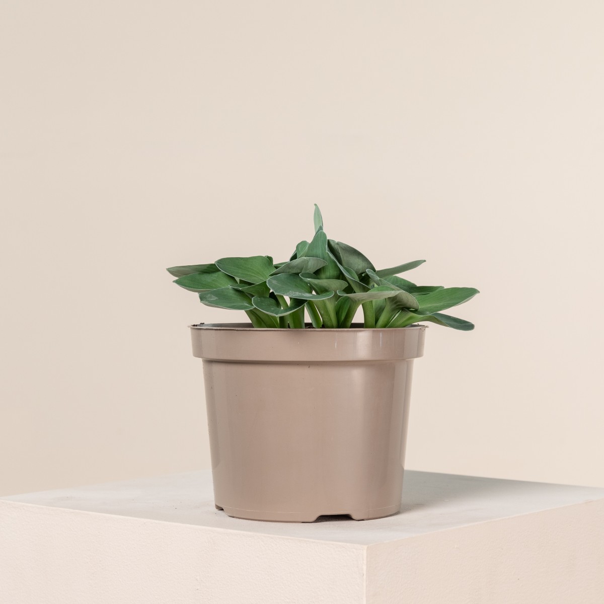 Hosta 'Blue Mouse Ears'