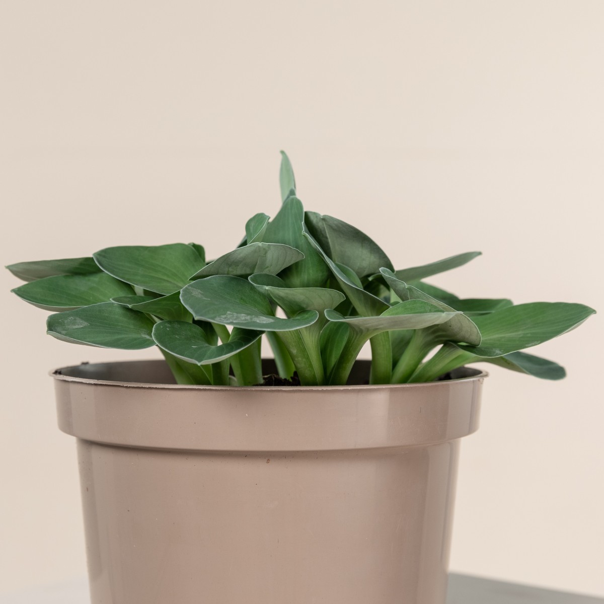 Hosta 'Blue Mouse Ears'