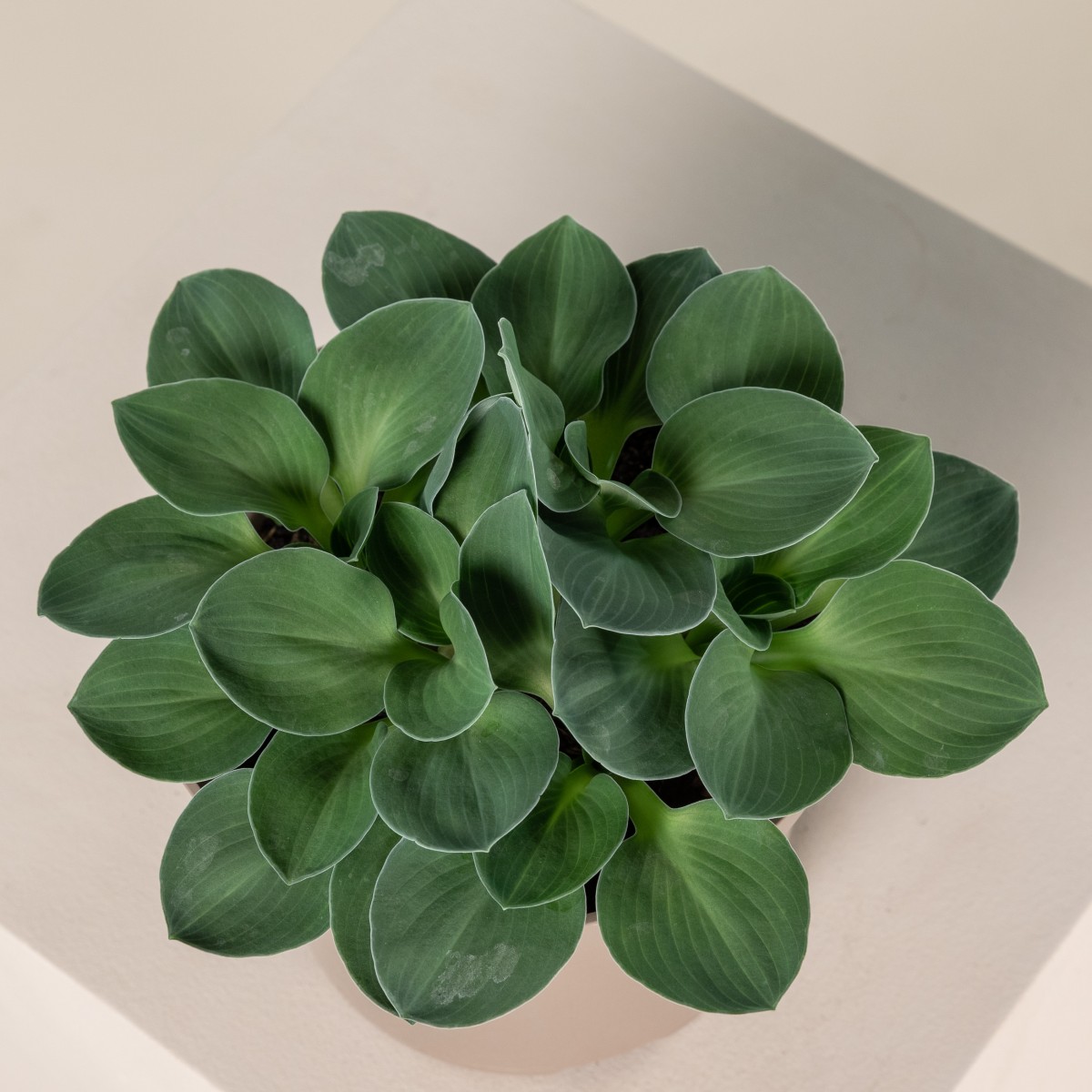 Hosta 'Blue Mouse Ears'