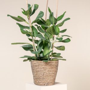 Ficus benghalensis 'Audrey'