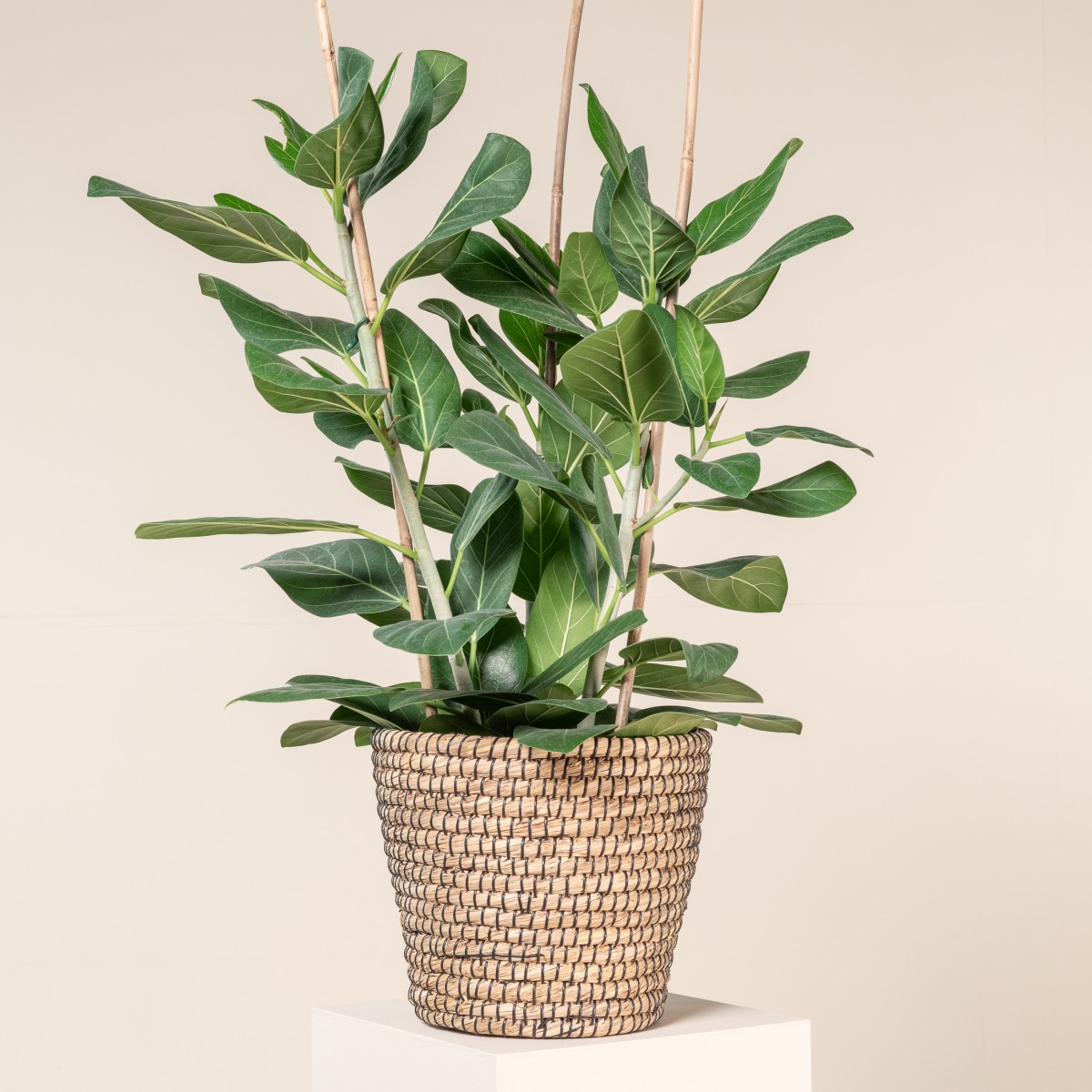 Ficus benghalensis 'Audrey' | The Palm Centre