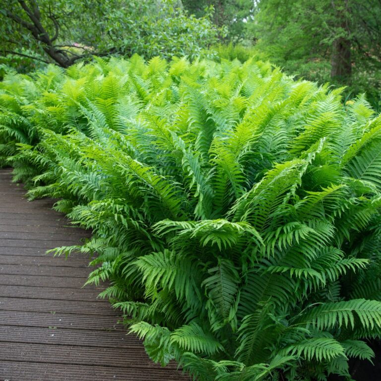 Shuttlecock fern online