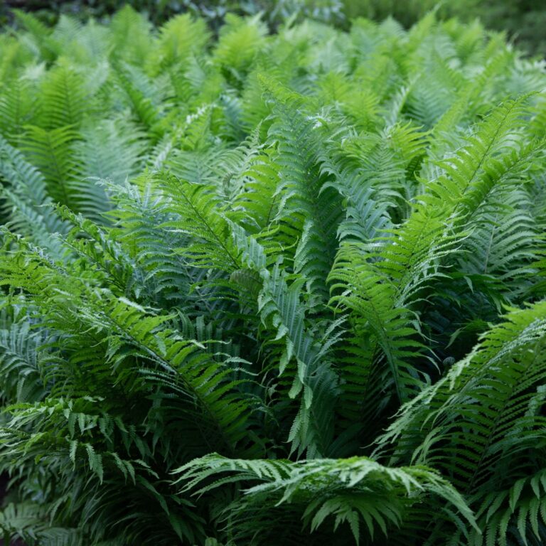 Matteuccia struthiopteris