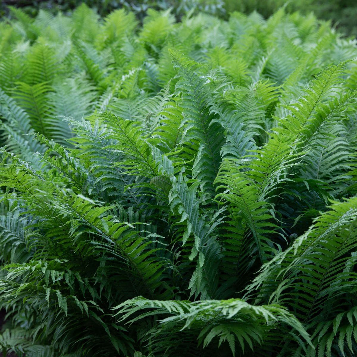 Matteuccia struthiopteris