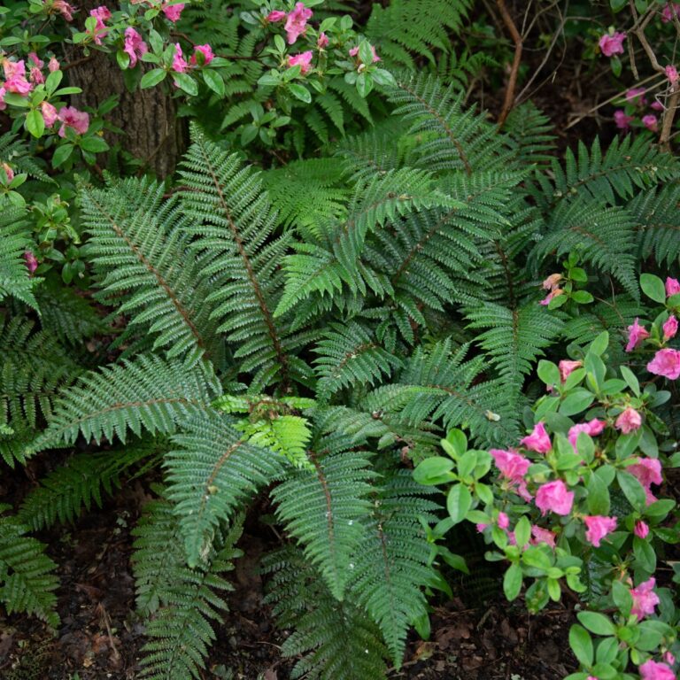 Polystichum polyblepharum