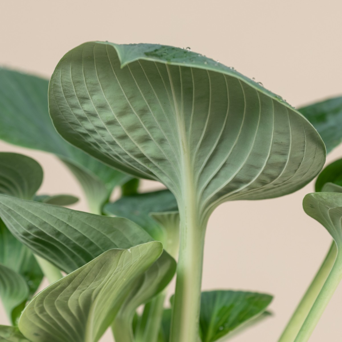 Hosta 'Big Daddy'