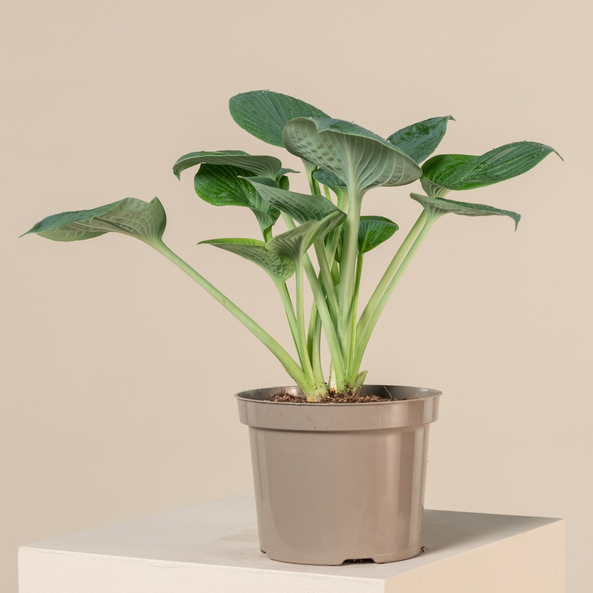 Hosta 'Big Daddy'