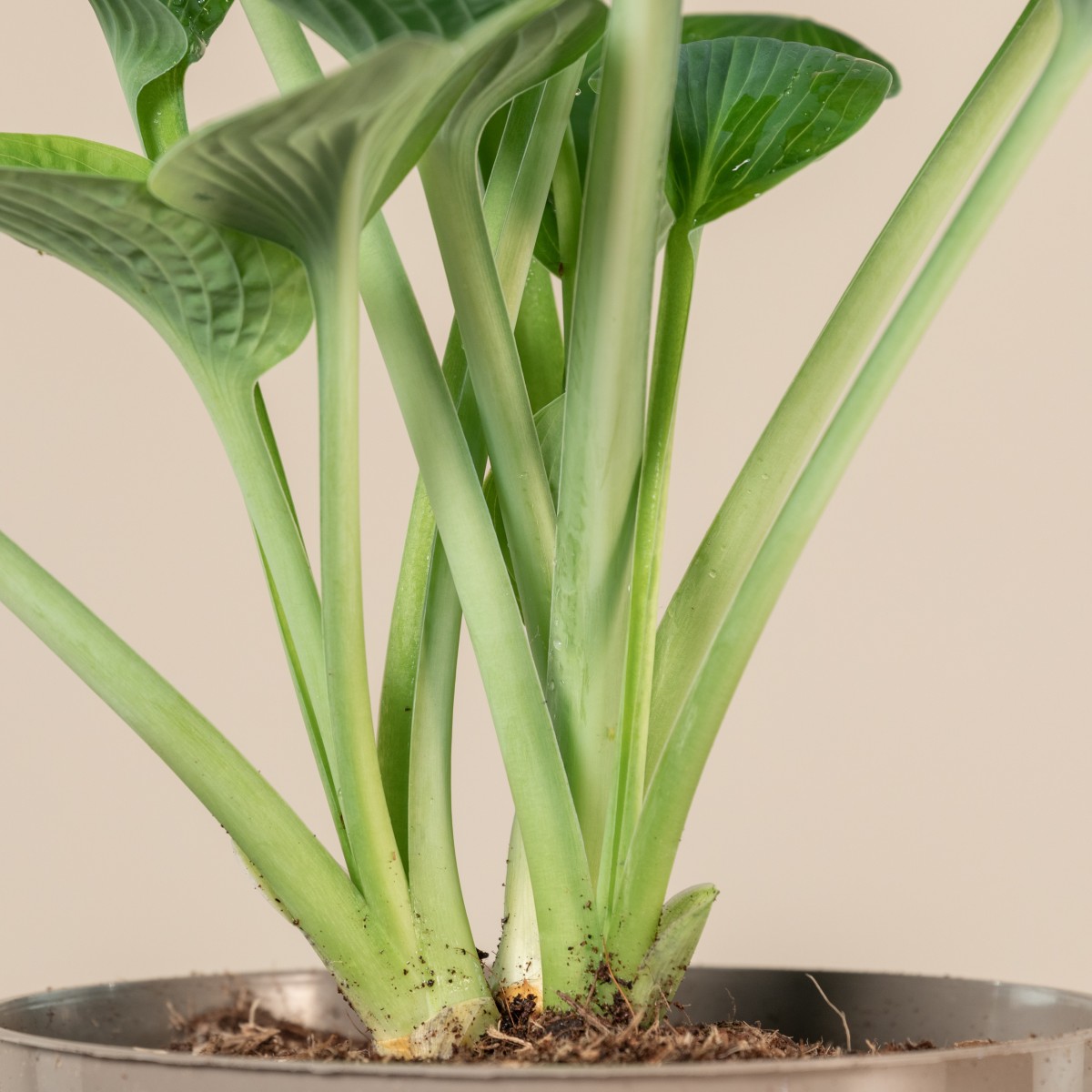 Hosta 'Big Daddy'