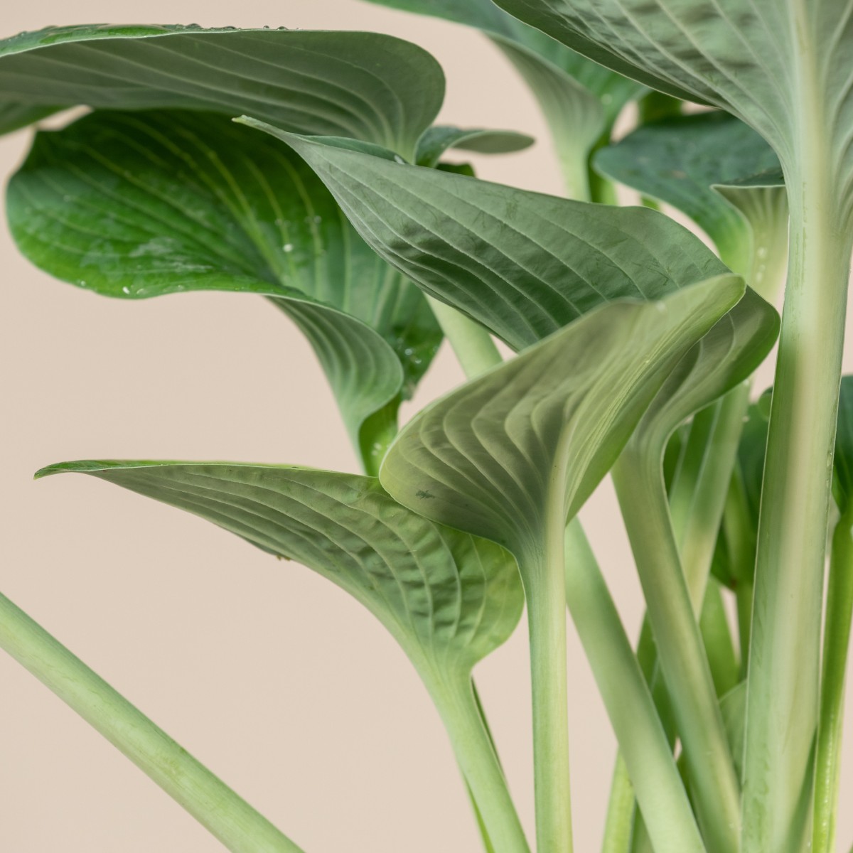 Hosta 'Big Daddy'