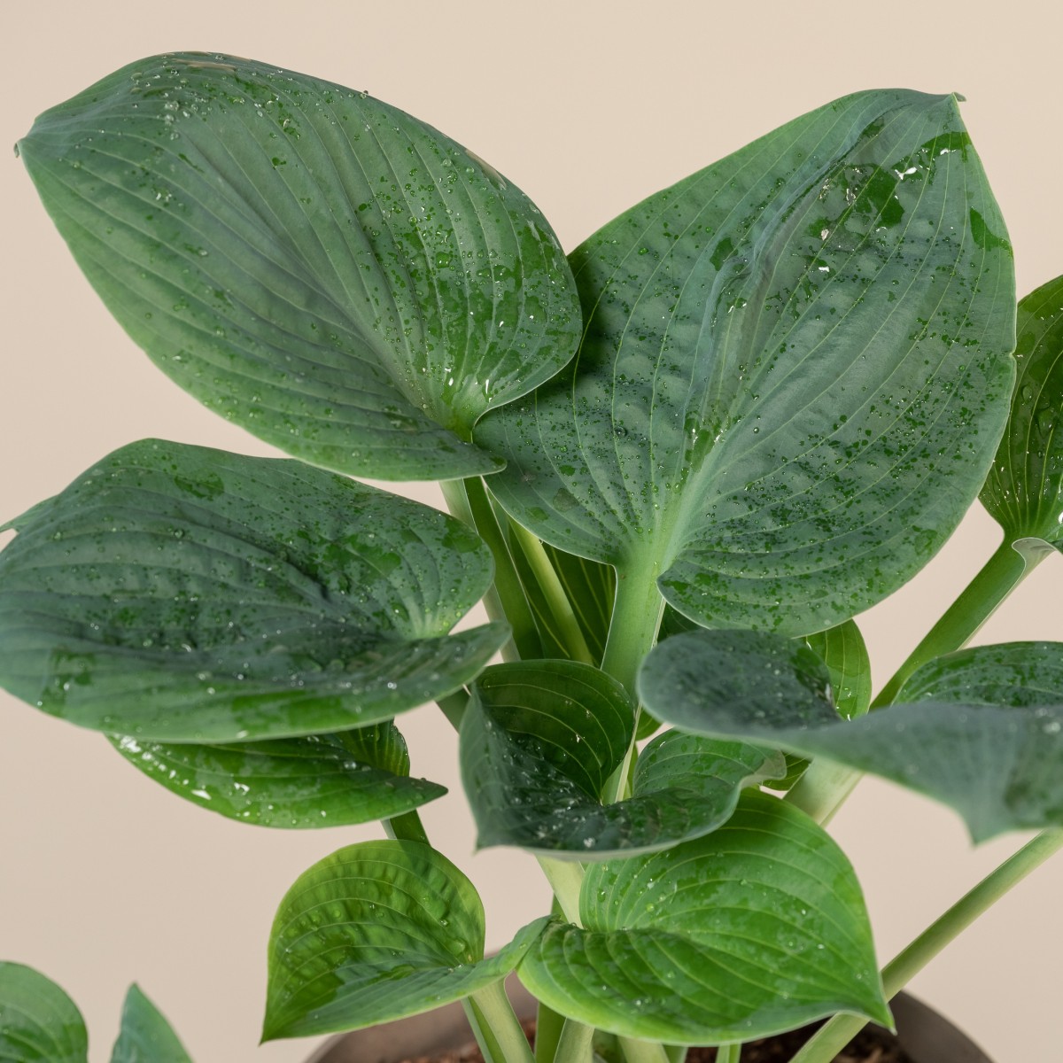 Hosta 'Big Daddy'