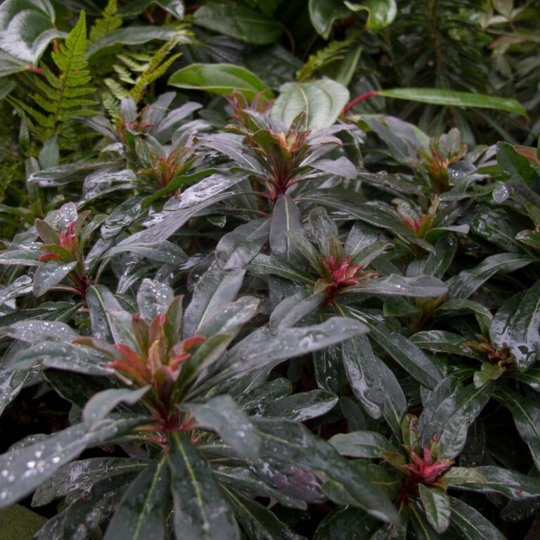 6. Euphorbia (Wood Spurge)
