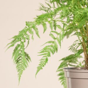 Athyrium filix-femina