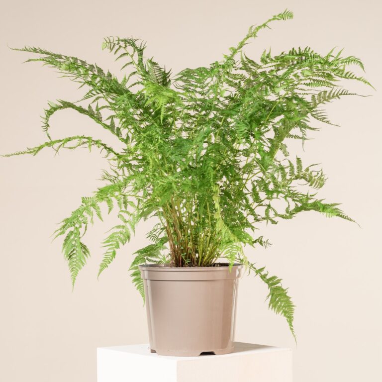 Athyrium filix-femina