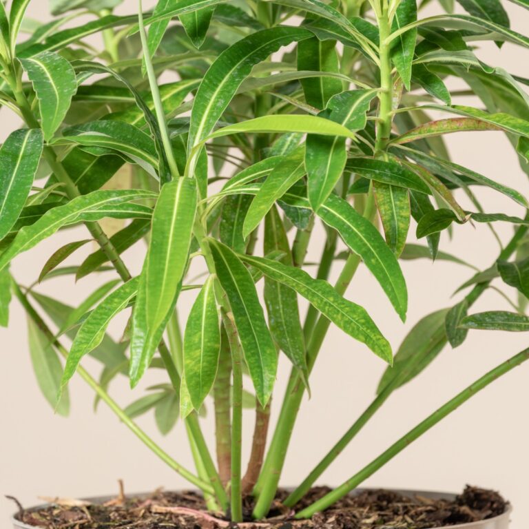 Euphorbia mellifera