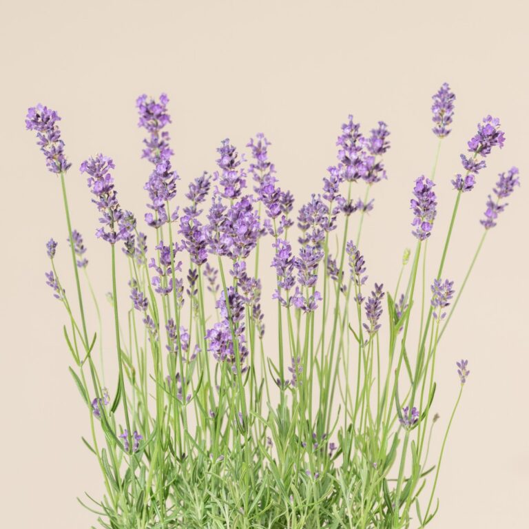 Lavandula angustifolia 'Hidcote'