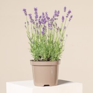 Lavandula angustifolia 'Hidcote'