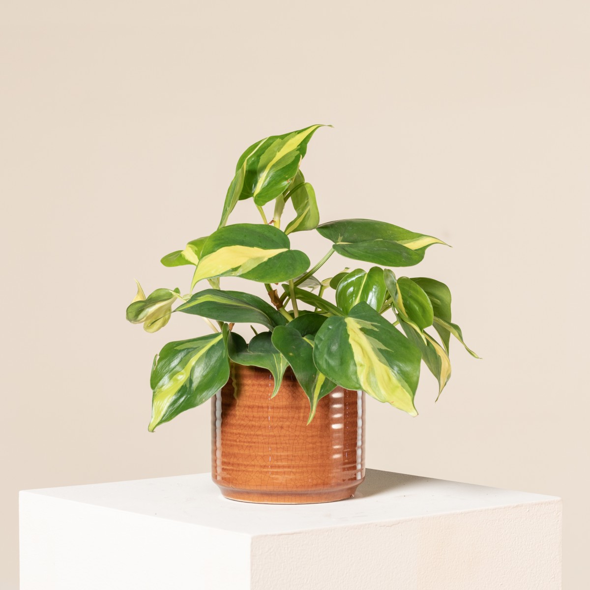 planter terrarium Terrarium Plants Kit